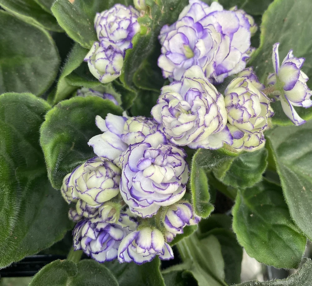 Saintpaulia Rosanne Lotte - violete cu flori duble