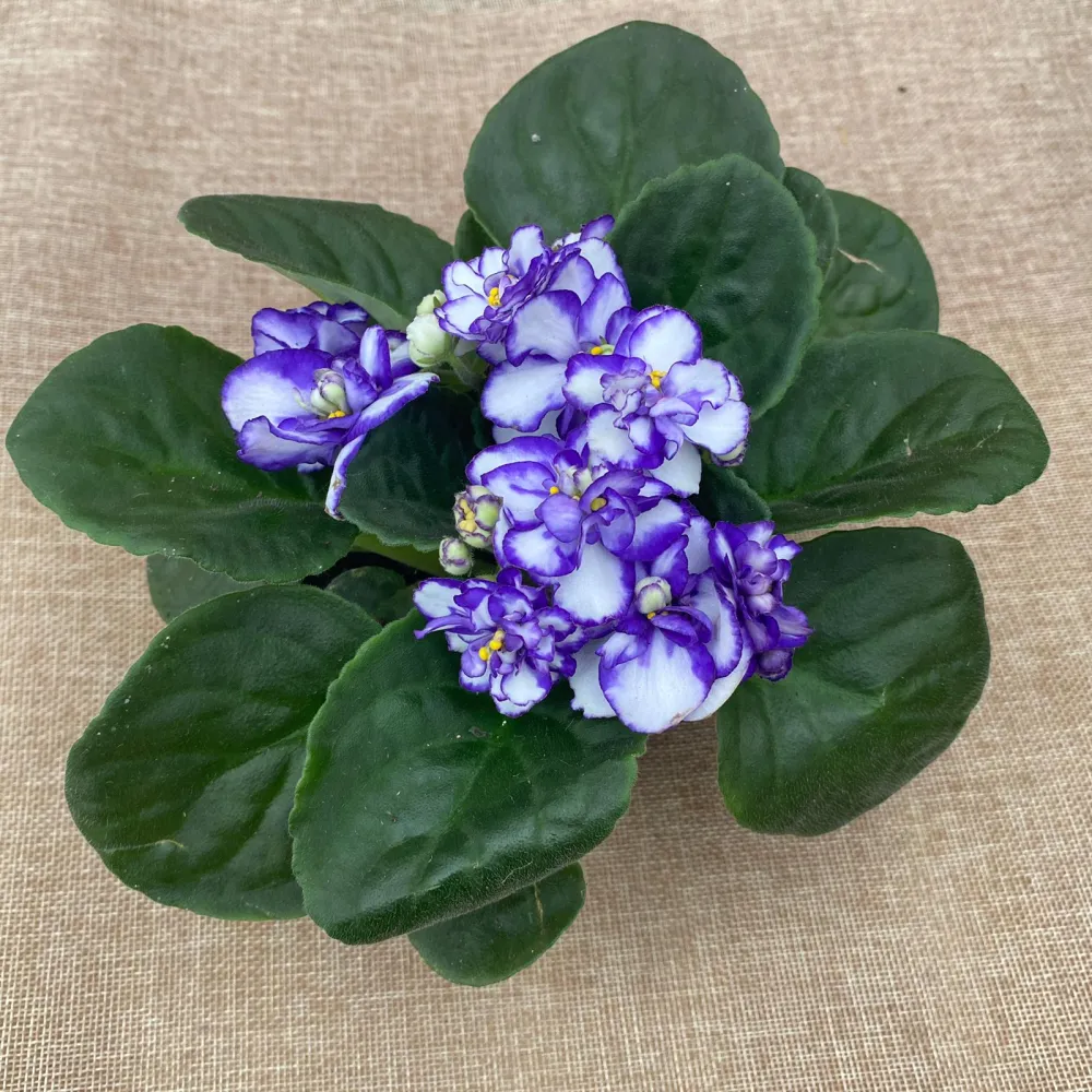 Saintpaulia Rosanne Lotte - violete cu flori duble