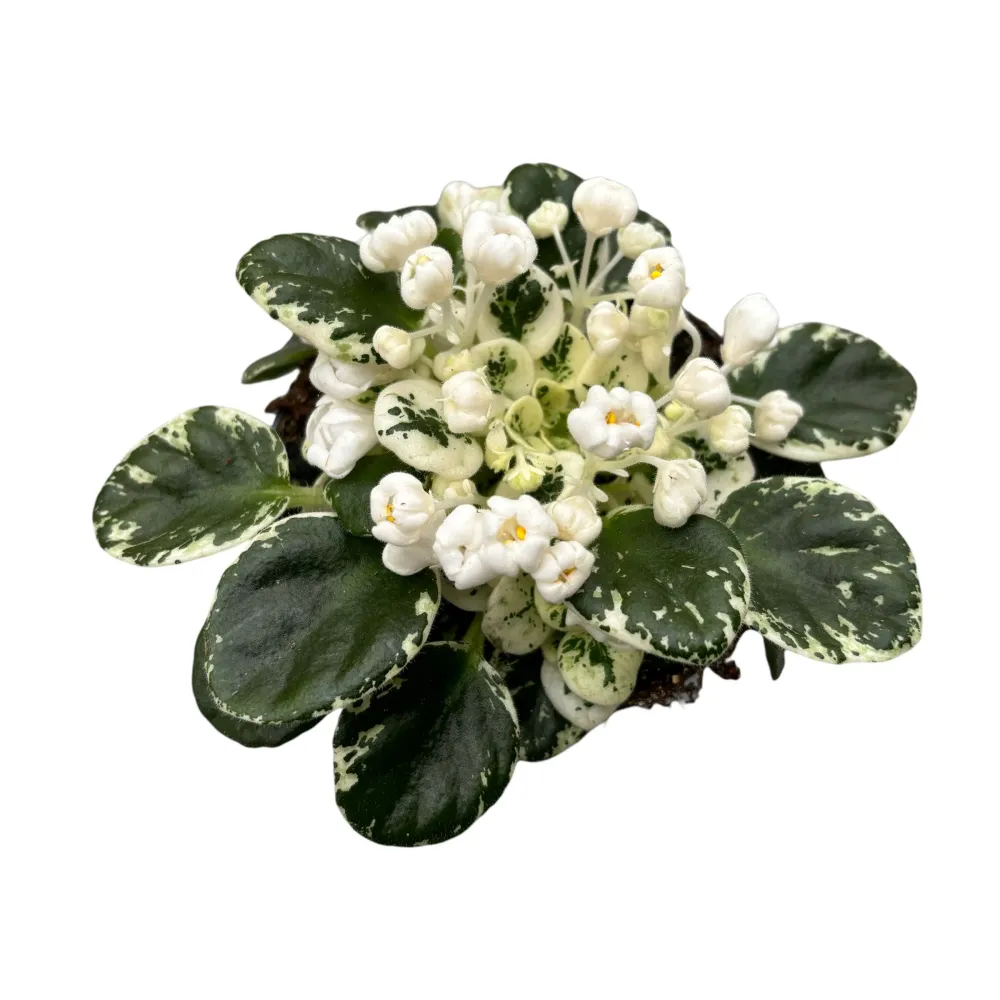 Saintpaulia Snowdrop - violete speciale