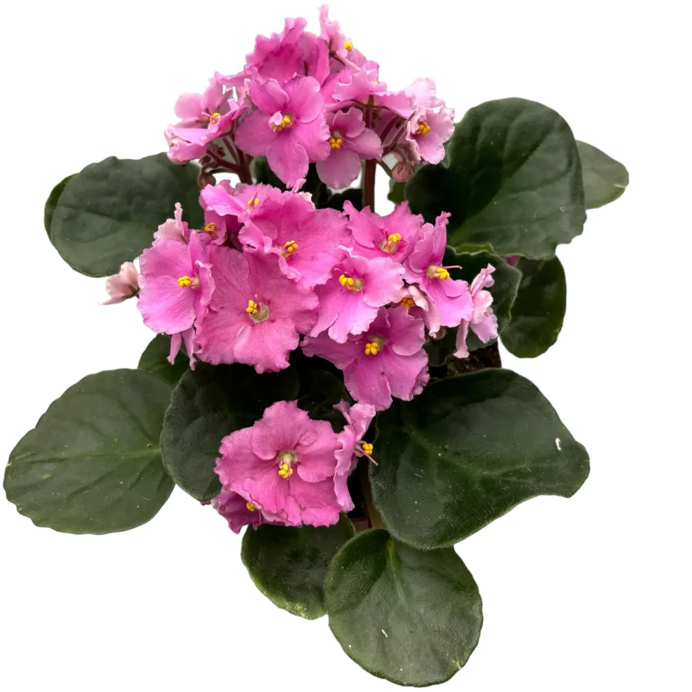Saintpaulia Teresa - violete crete roz