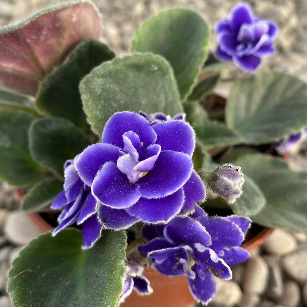 Saintpaulia - violete cu flori duble albastre