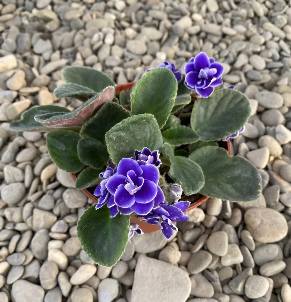 Saintpaulia - violete cu flori duble albastre
