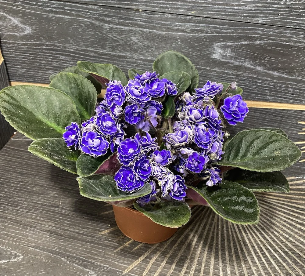 Saintpaulia - violete cu flori duble albastre