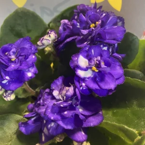 Saintpaulia - violete cu flori duble, bicolore