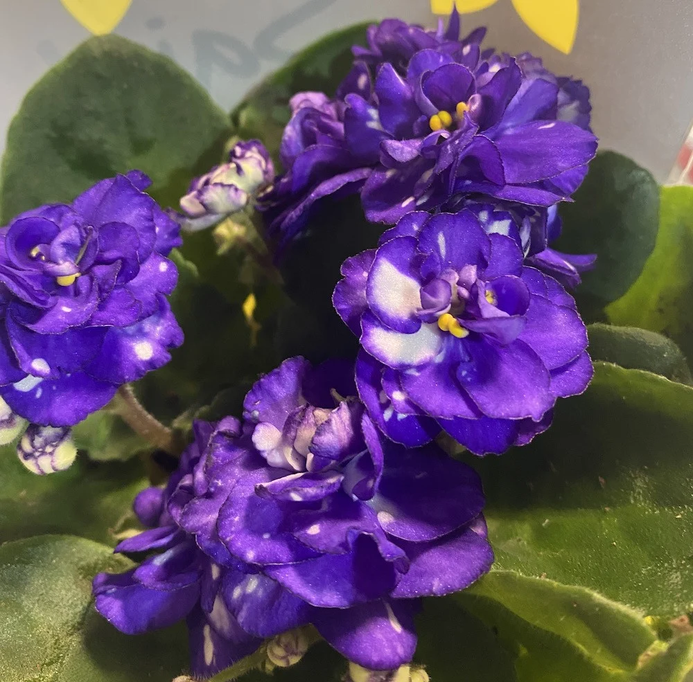 Saintpaulia - violete cu flori duble, bicolore