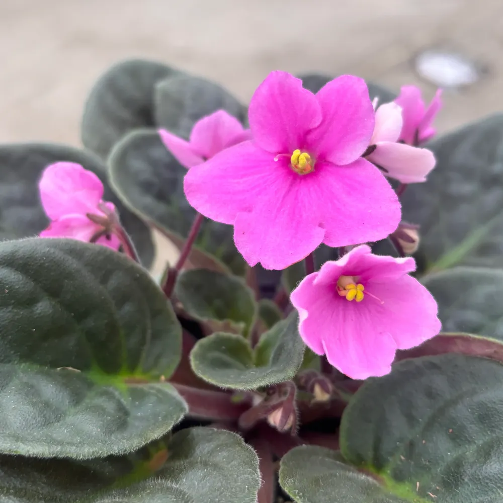 Saintpaulia Voila Light Pink - violete africane