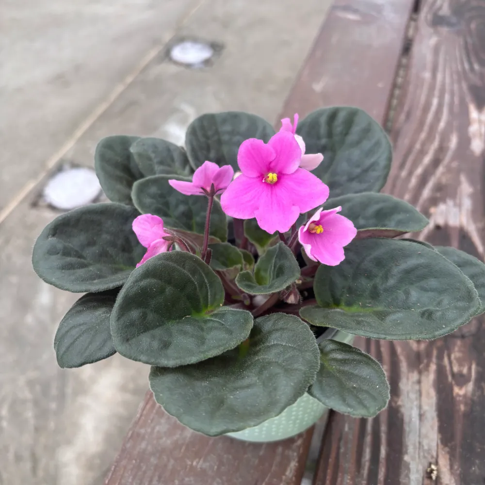 Saintpaulia Voila Light Pink - violete africane