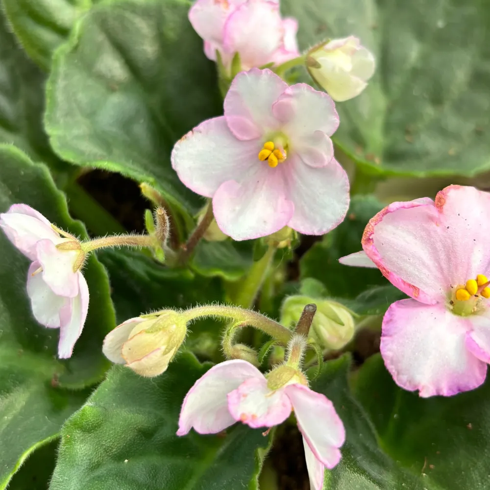 Saintpaulia Voila Pink - violete bicolore roz