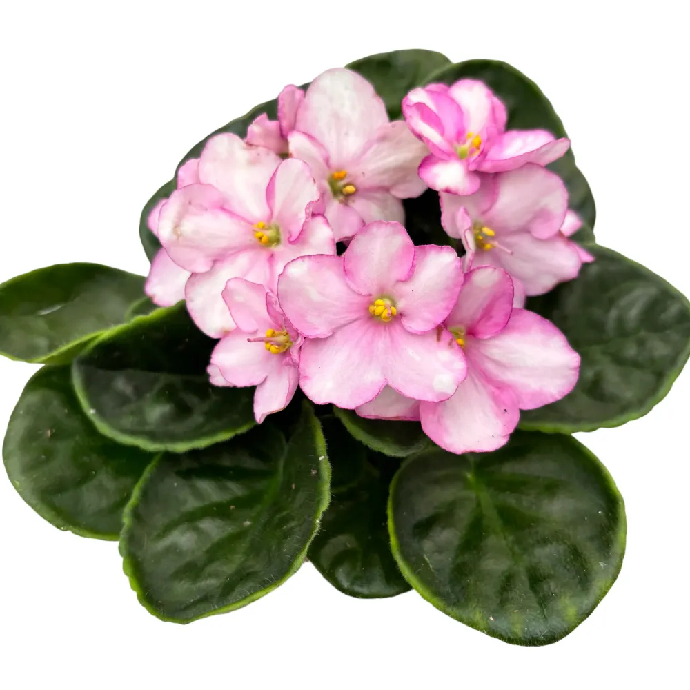 Saintpaulia Voila Pink - violete bicolore roz