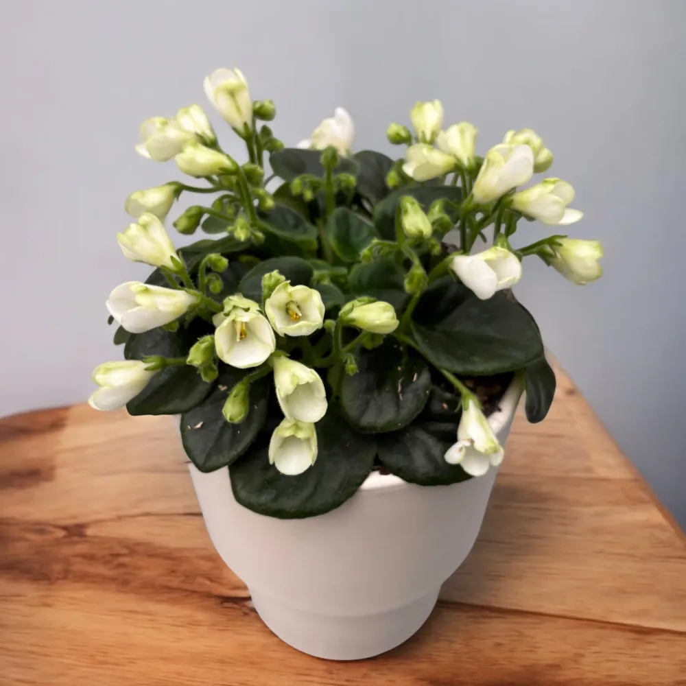 Saintpaulia ‘White Trumpet’ - violete speciale