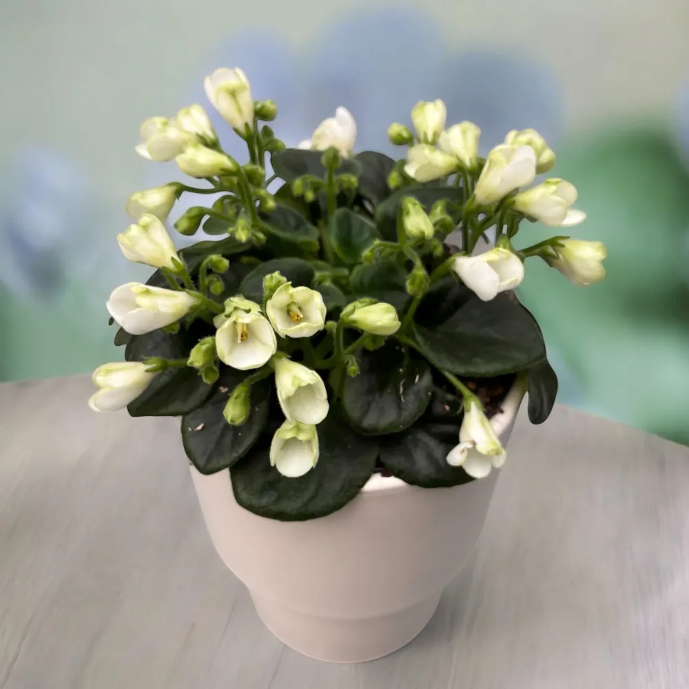 Saintpaulia ‘White Trumpet’ - violete speciale