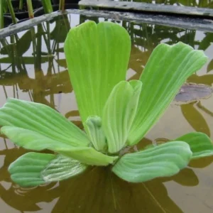 Salata de apa -Pistia