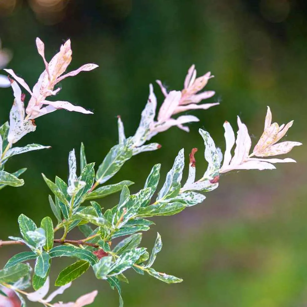 Salix integra 'Hakuro Nishiki' ('Flamingo') - salcie cu frunze variegate