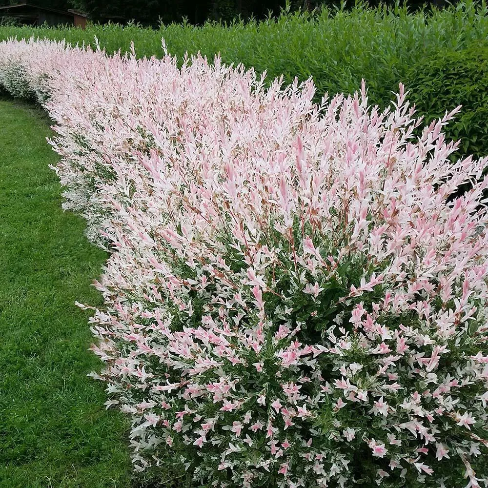 Salix integra 'Hakuro Nishiki' ('Flamingo') - salcie cu frunze variegate