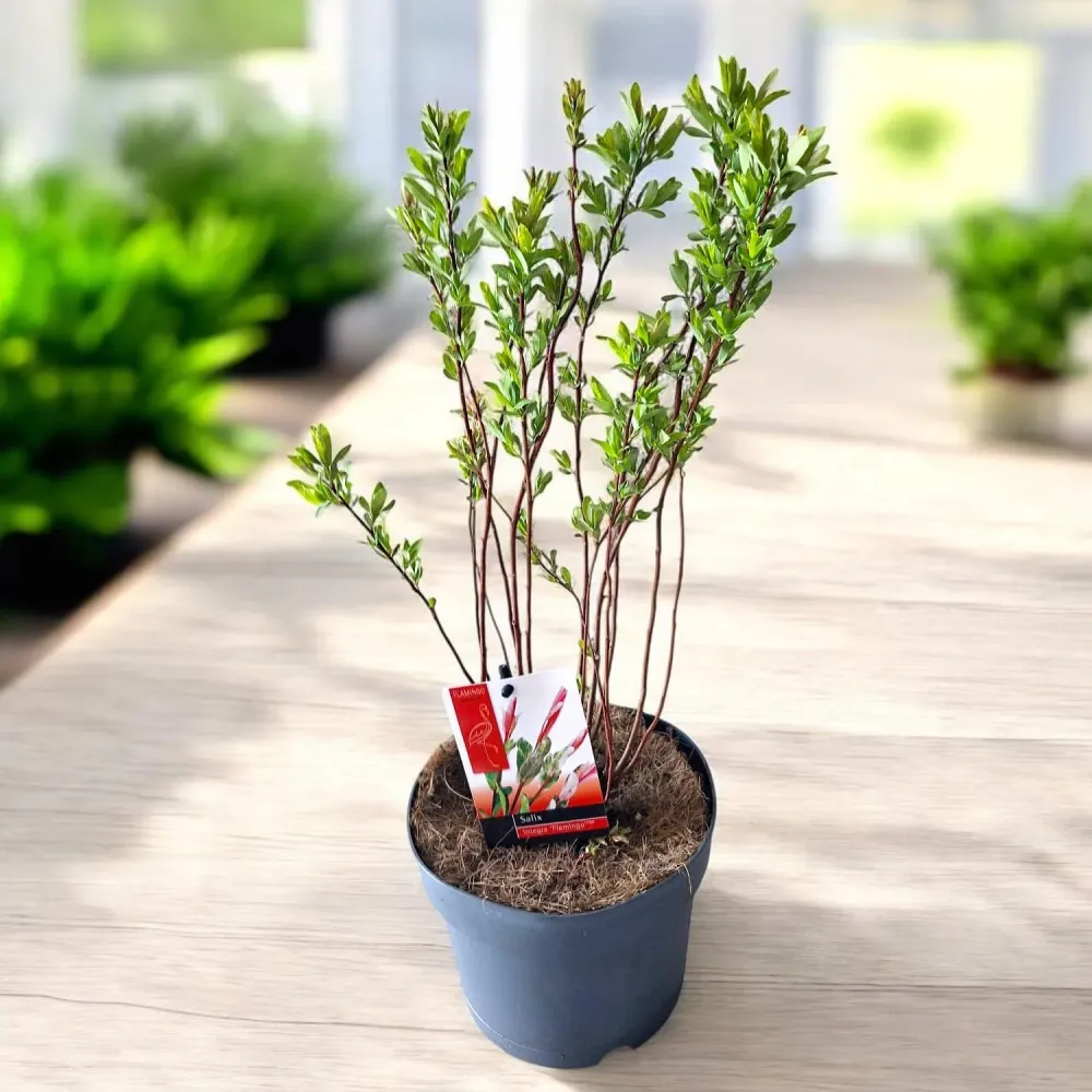 Salix integra 'Hakuro Nishiki' ('Flamingo') - salcie cu frunze variegate