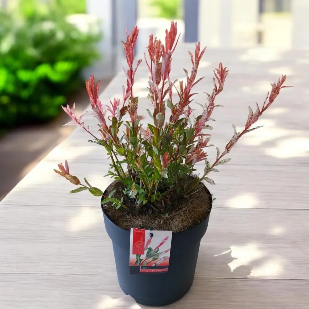 Salix integra 'Hakuro Nishiki' ('Flamingo') - salcie cu frunze variegate