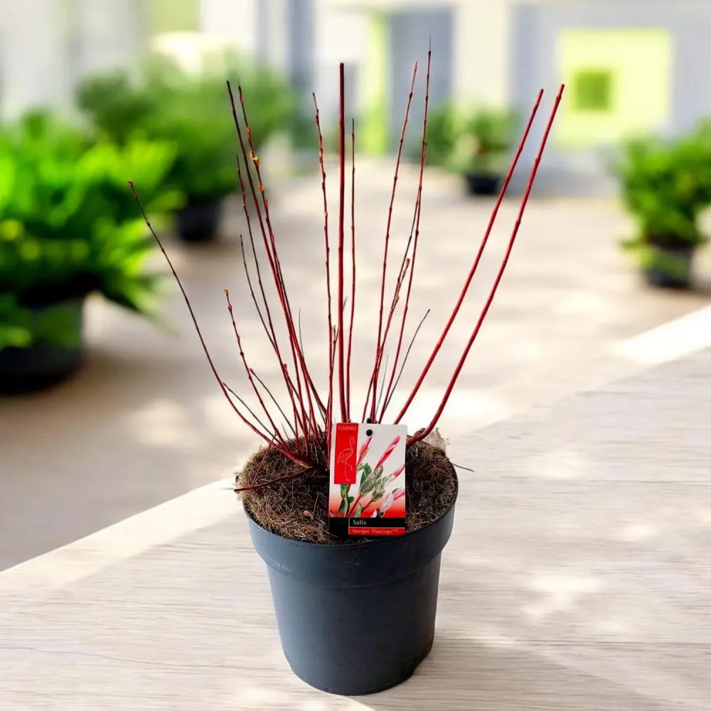 Salix integra 'Hakuro Nishiki' ('Flamingo') - salcie cu frunze variegate