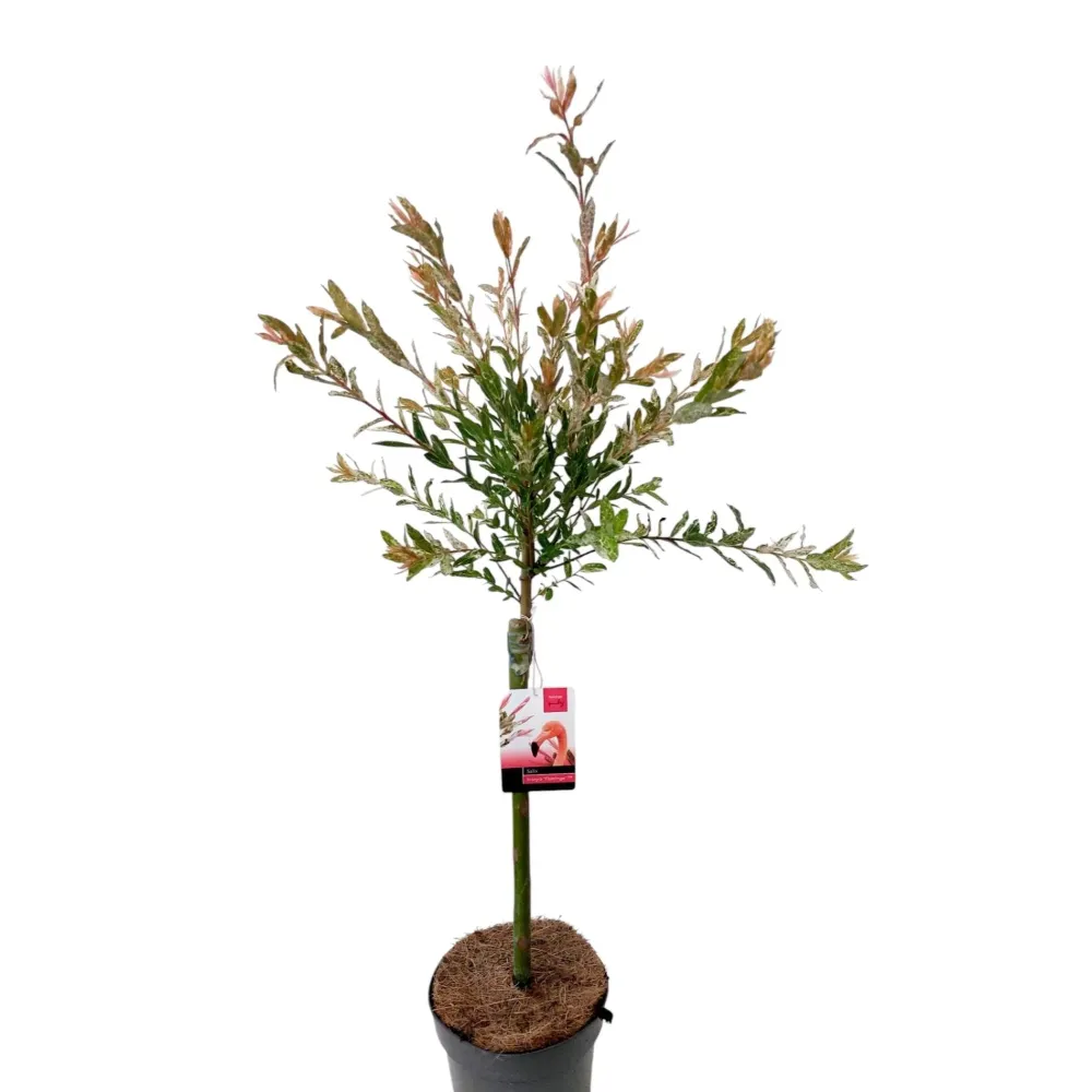 Salix integra 'Hakuro Nishiki' ('Flamingo') - salcie cu frunze variegate (pe picior)
