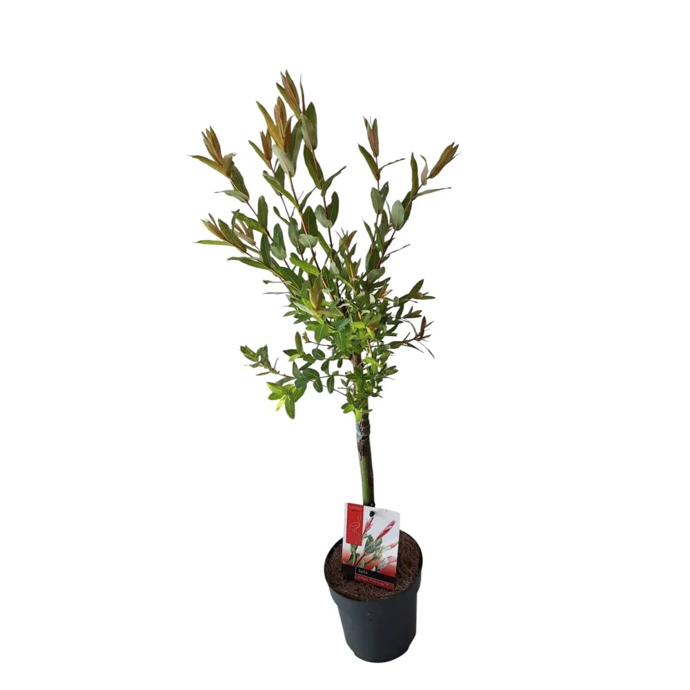 Salix integra 'Hakuro Nishiki' ('Flamingo') - salcie cu frunze variegate (pe picior)