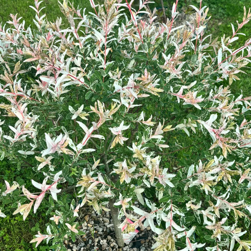 Salix integra 'Hakuro Nishiki' ('Flamingo') - salcie cu frunze variegate (pe picior)
