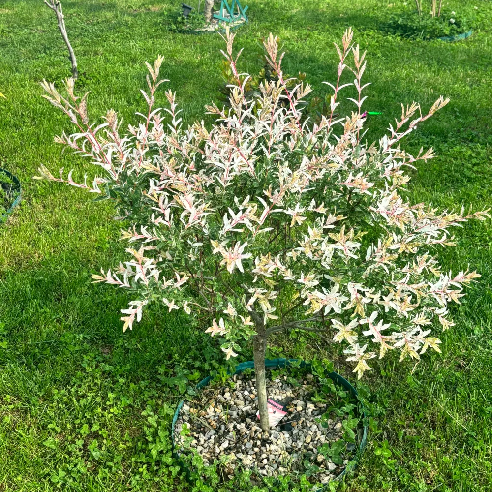 Salix integra 'Hakuro Nishiki' ('Flamingo') - salcie cu frunze variegate (pe picior)
