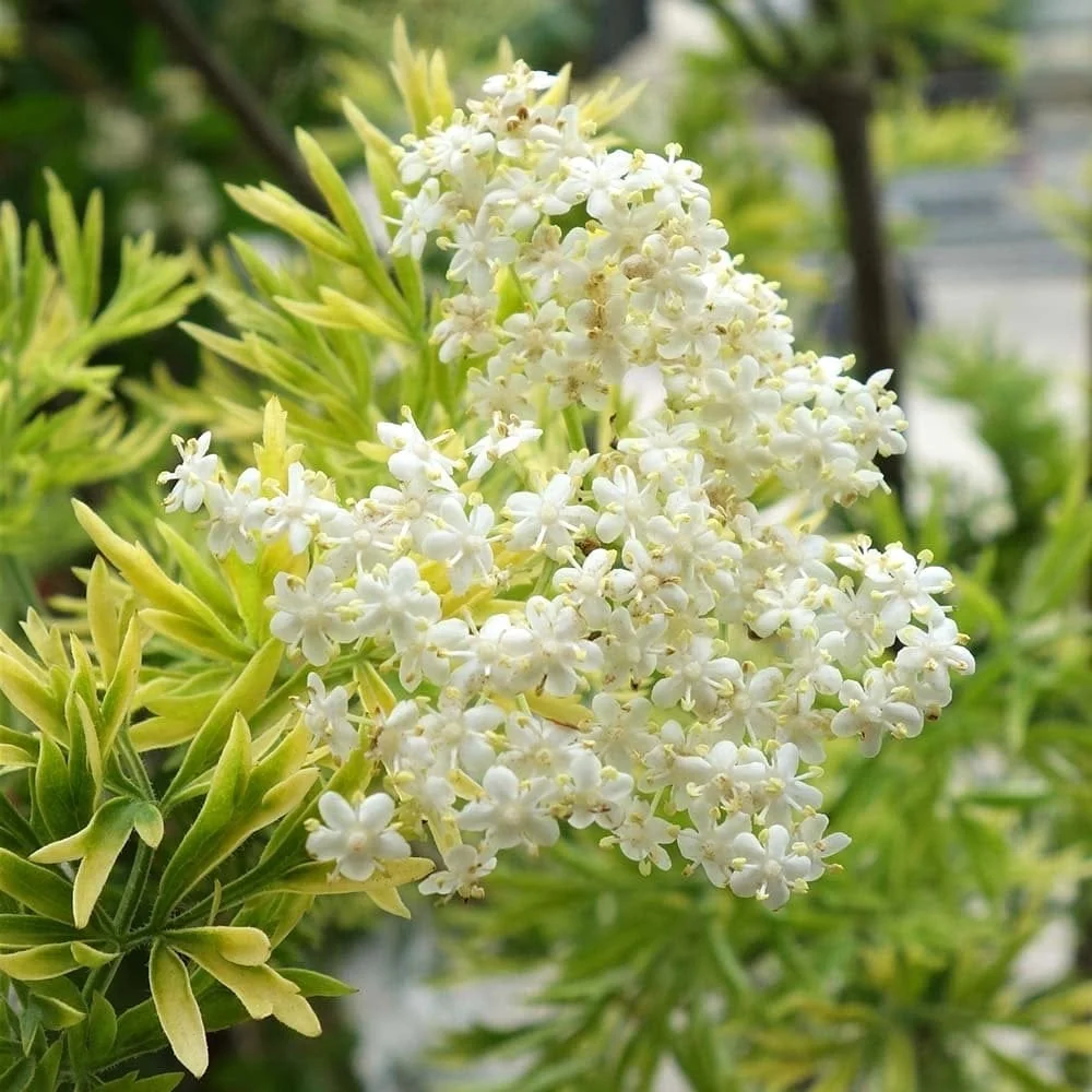 Sambucus nigra 'Golden Tower' D17
