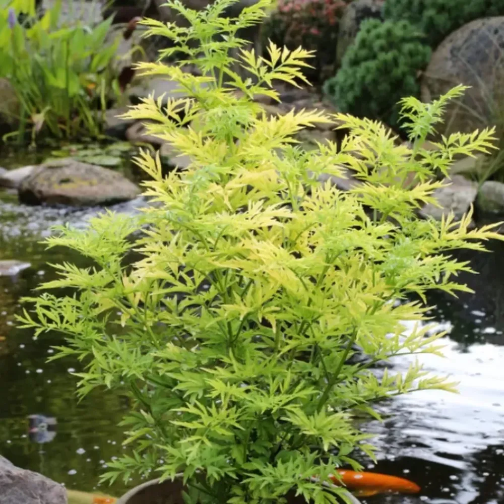 Sambucus nigra 'Golden Tower' D17