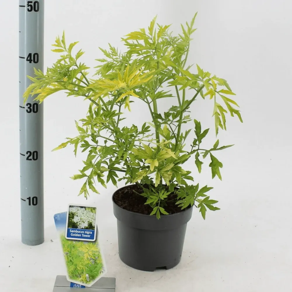 Sambucus nigra 'Golden Tower' D17