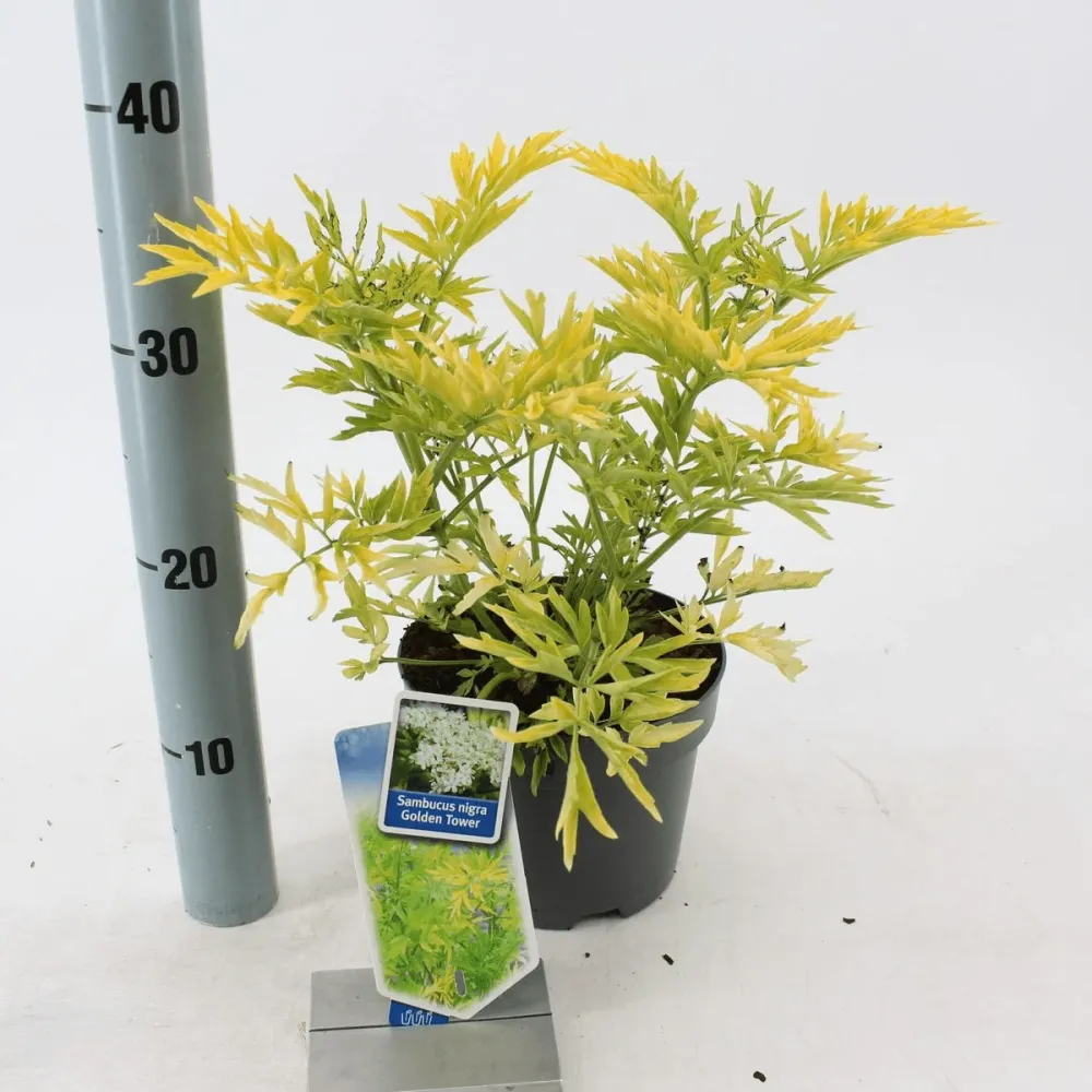 Sambucus nigra 'Golden Tower' D17