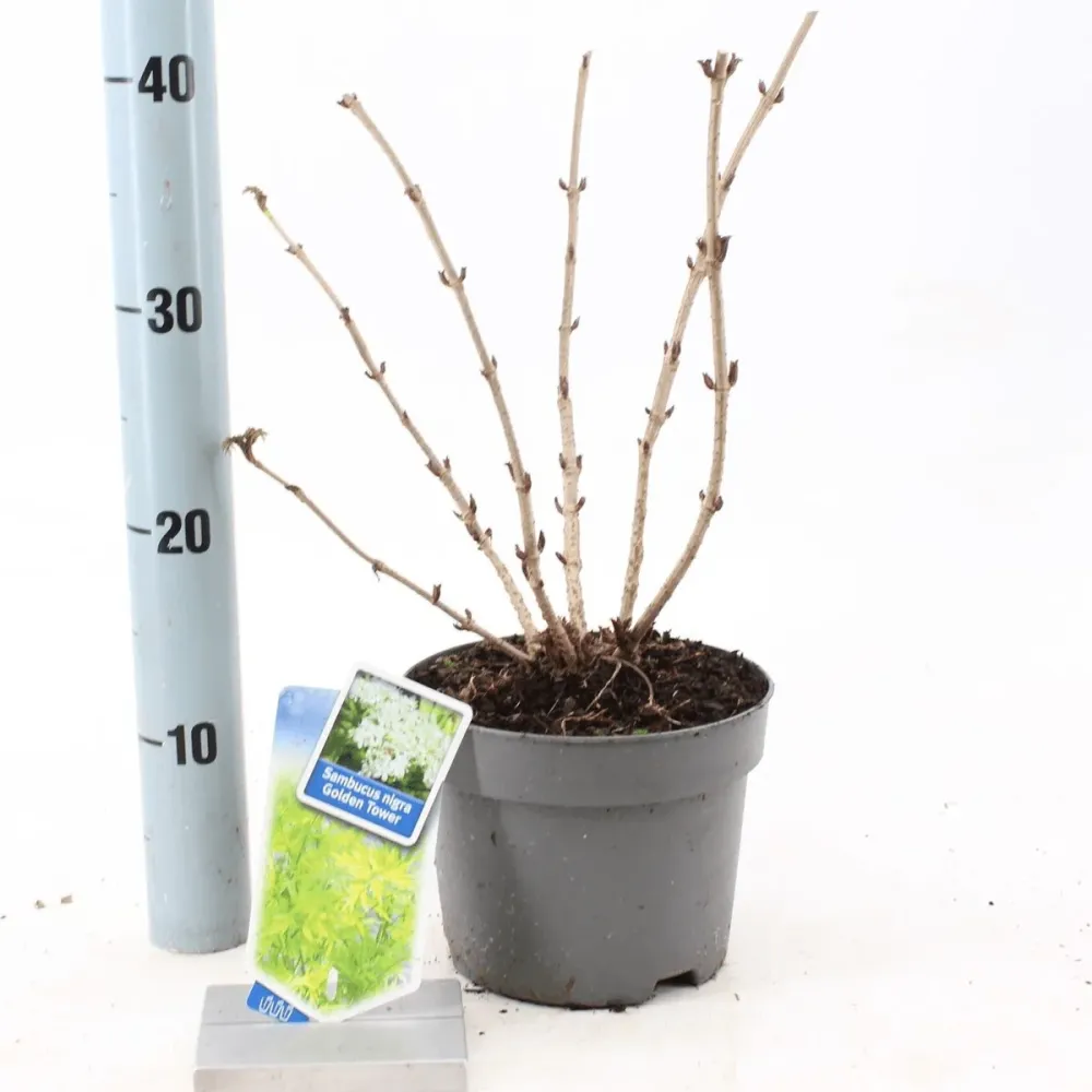 Sambucus nigra 'Golden Tower' D17