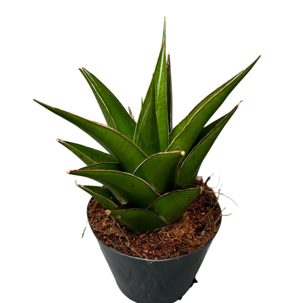 Sansevieria 'Abbey Crown'