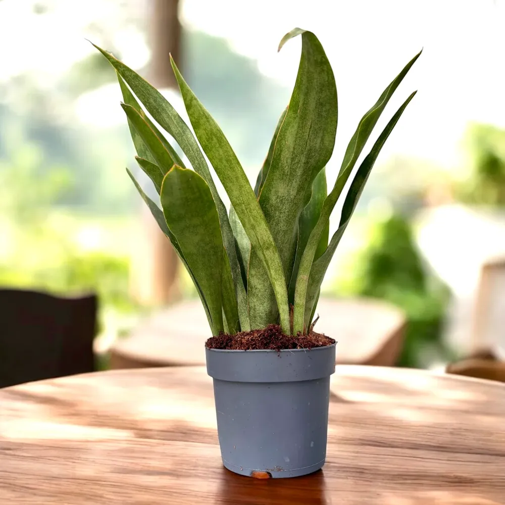 Sansevieria aubrytiana ‘Graylin’ – eleganta moderna tonuri gri-argintiu si frunzis arhitectural