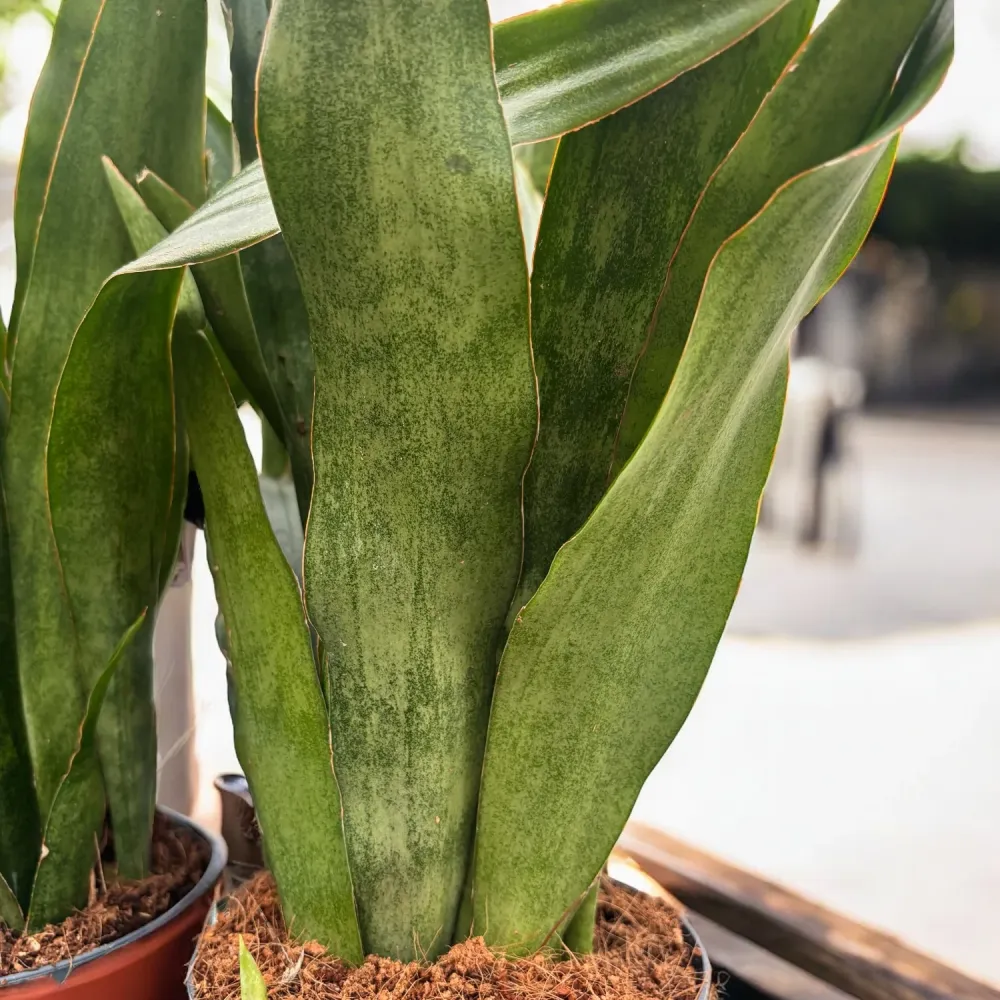 Sansevieria aubrytiana ‘Graylin’ – eleganta moderna tonuri gri-argintiu si frunzis arhitectural