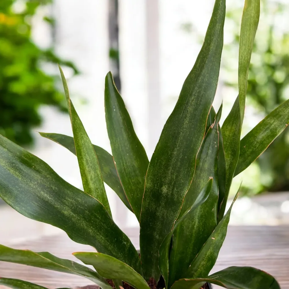 Sansevieria aubrytiana ‘Graylin’ – eleganta moderna tonuri gri-argintiu si frunzis arhitectural
