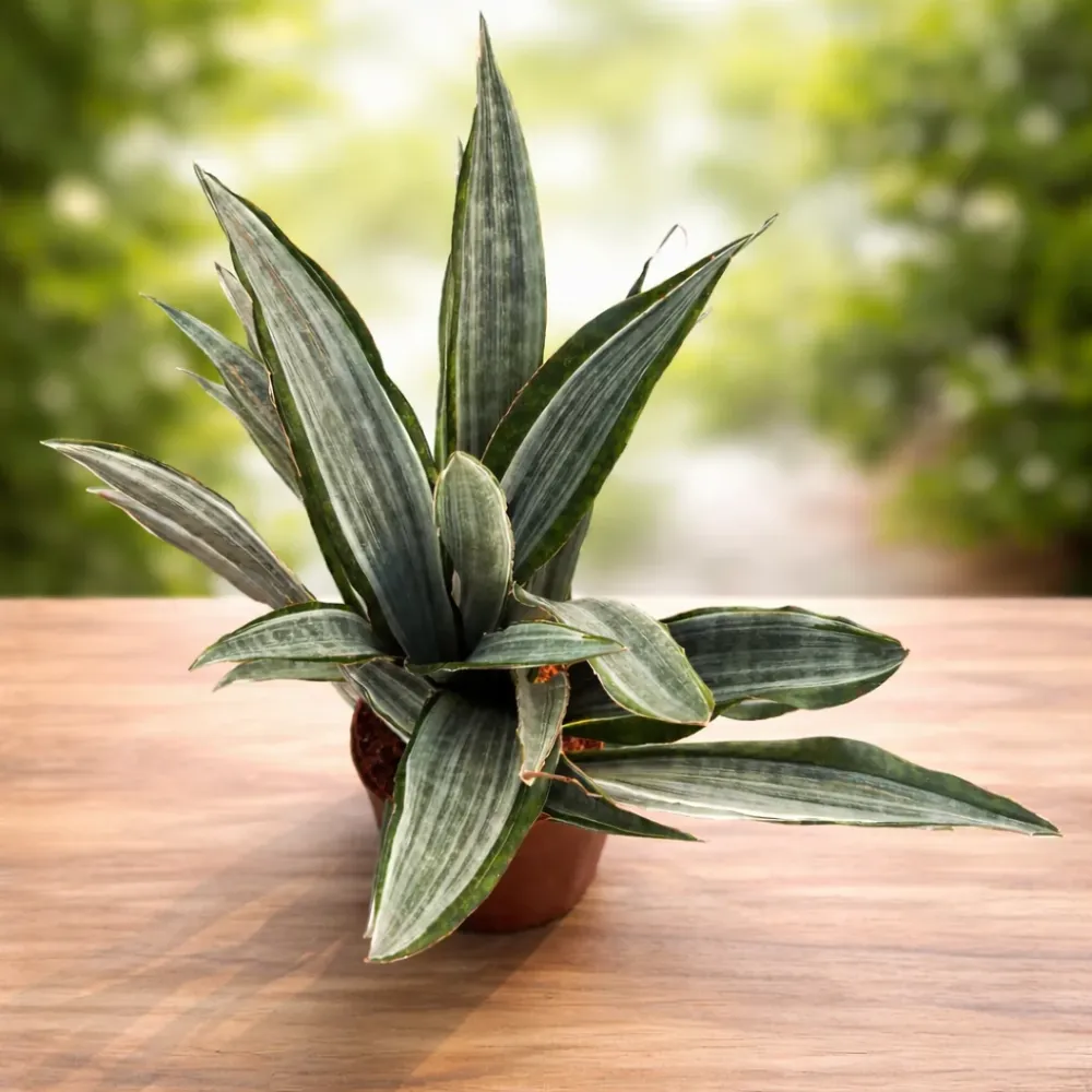 Sansevieria 'Aubrytiana Marlowe'