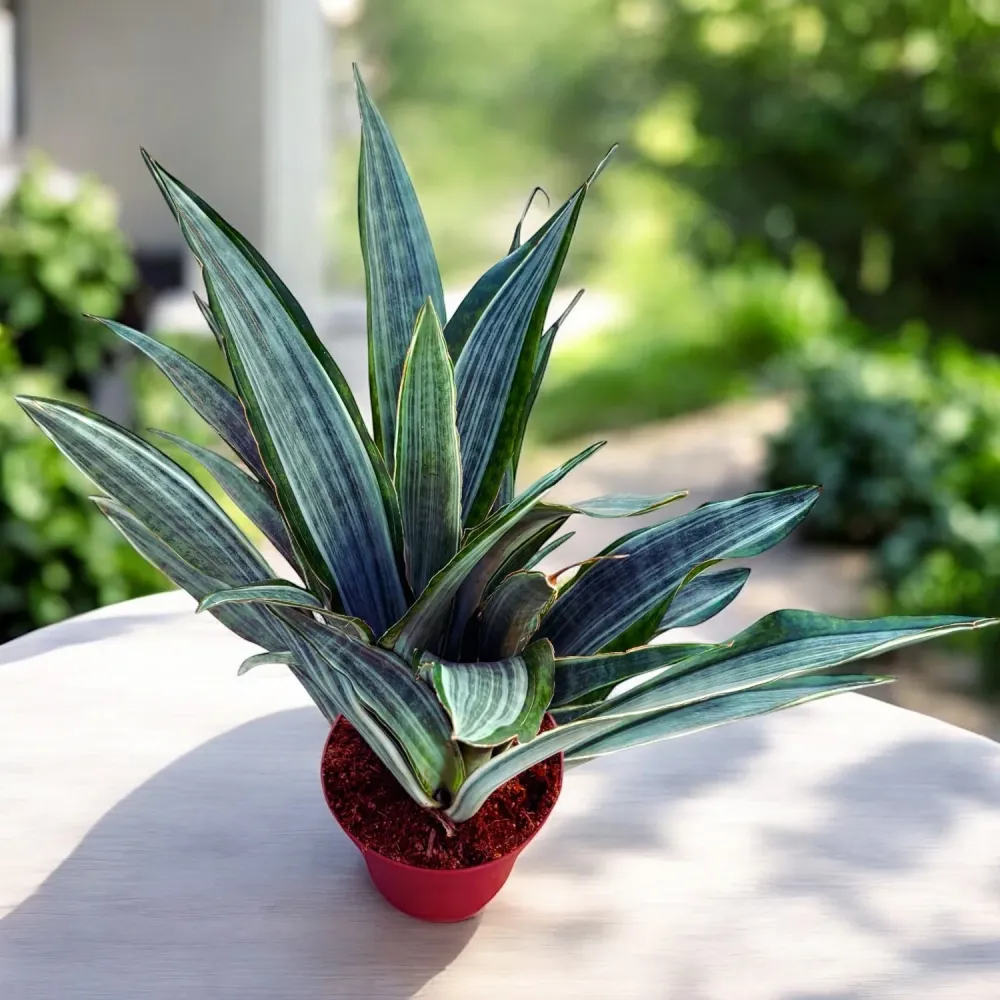 Sansevieria 'Aubrytiana Marlowe'