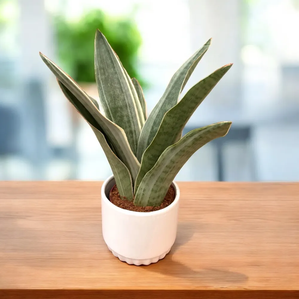 Sansevieria aubrytiana 'Metallica'