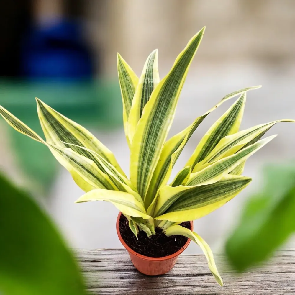 Sansevieria aubrytiana 'Yellowstone'