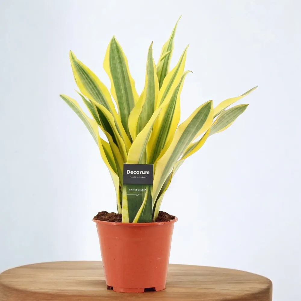 Sansevieria aubrytiana 'Yellowstone'