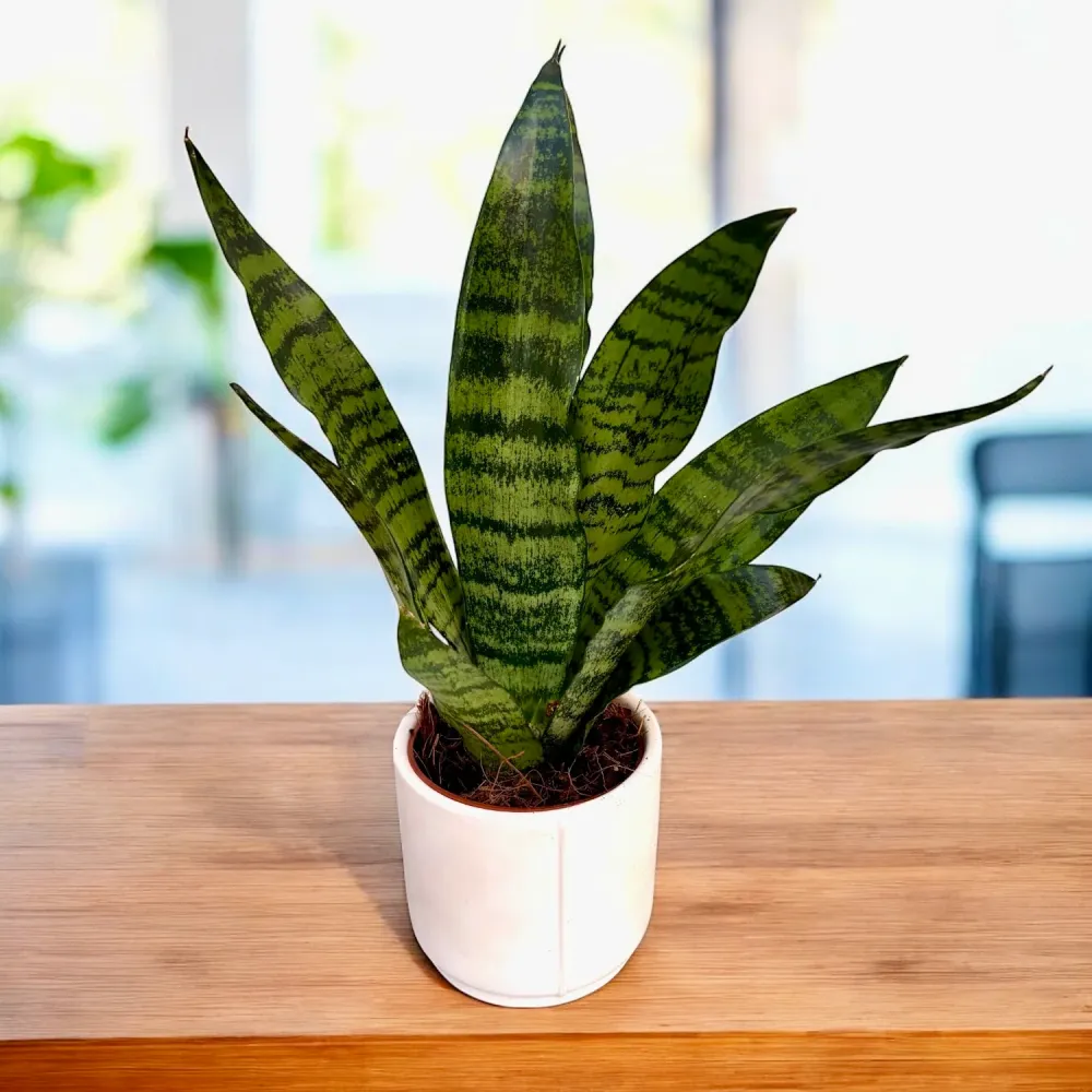 Sansevieria 'Black Coral'