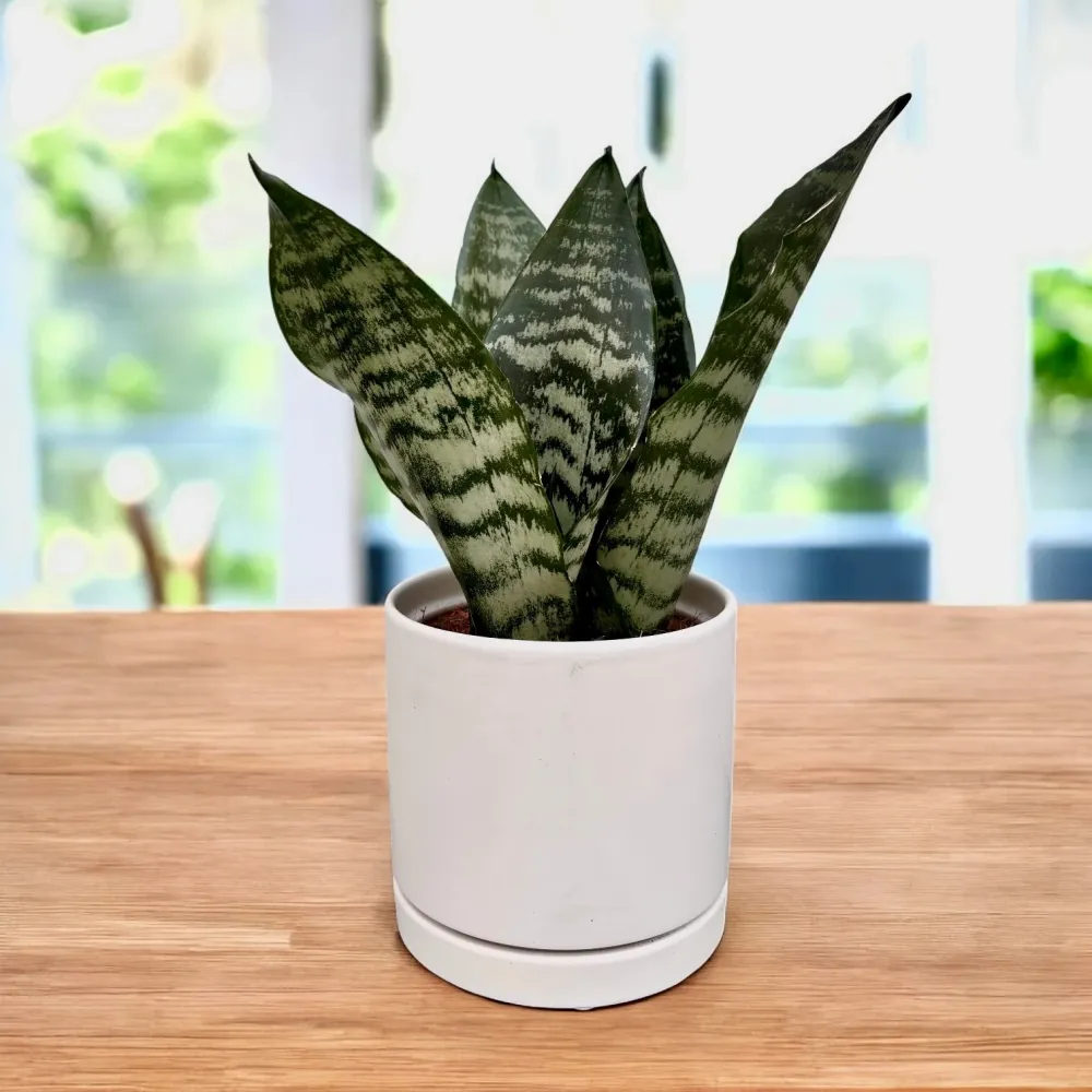Sansevieria 'Black Coral' - eleganta exotica si rezistenta remarcabila