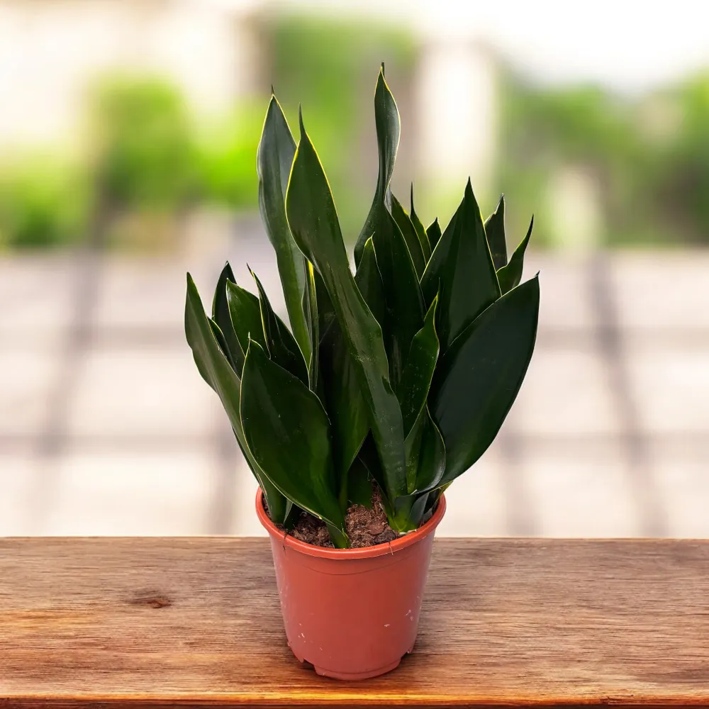 Sansevieria 'Black Diamond' - exemplare XXL