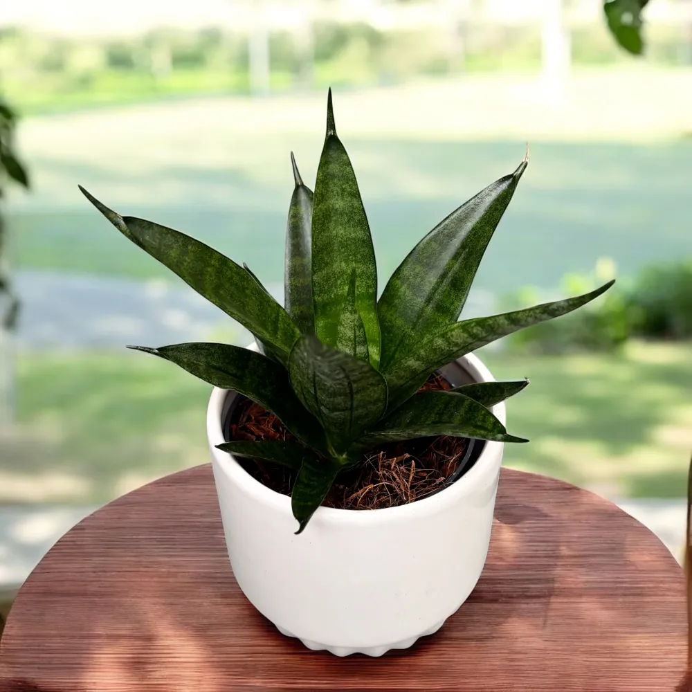 Sansevieria ‘Black Widow Crown’