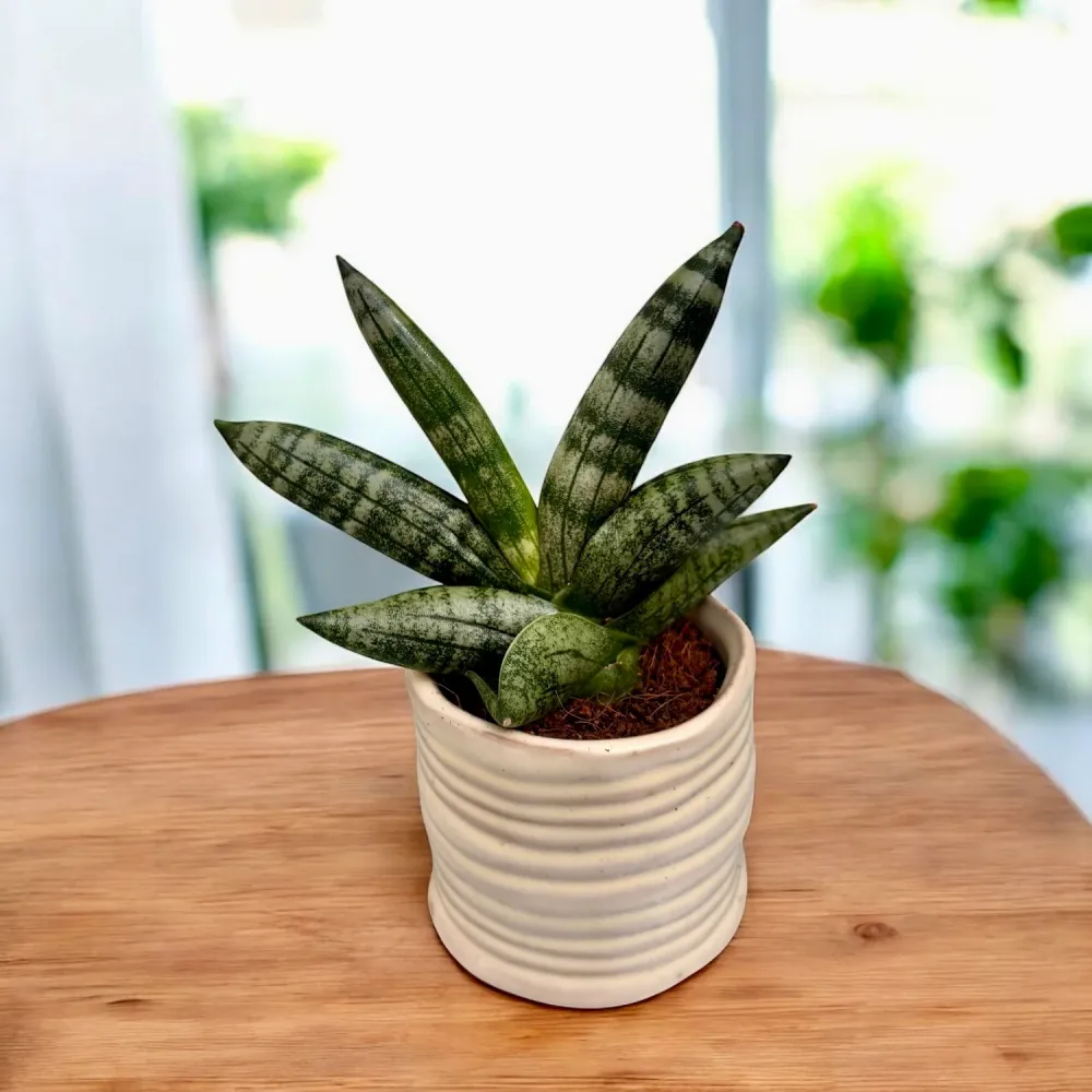Sansevieria Boncellensis