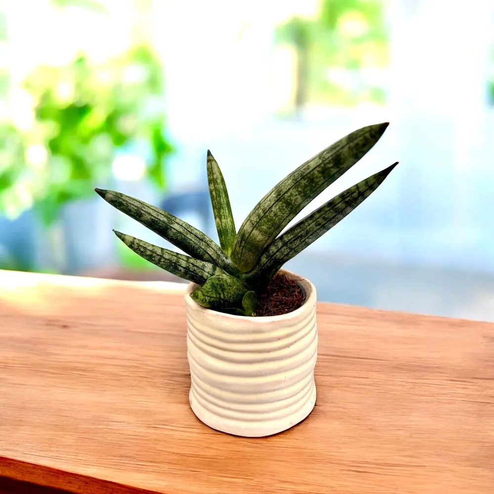 Sansevieria Boncellensis