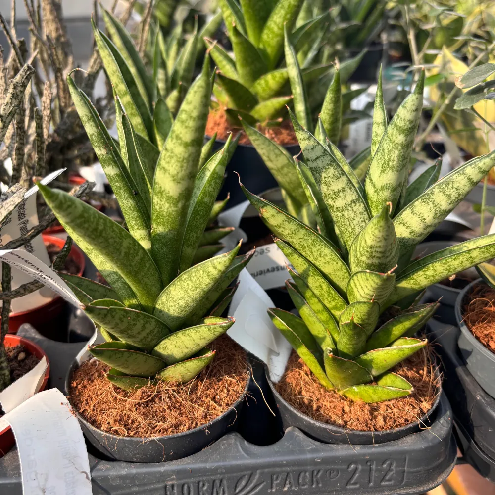 Sansevieria ‘Bridal Crown'