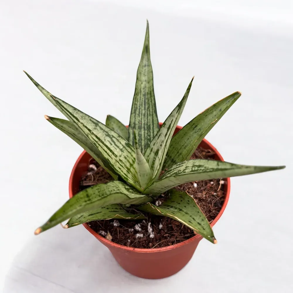 Sansevieria 'Cinta'