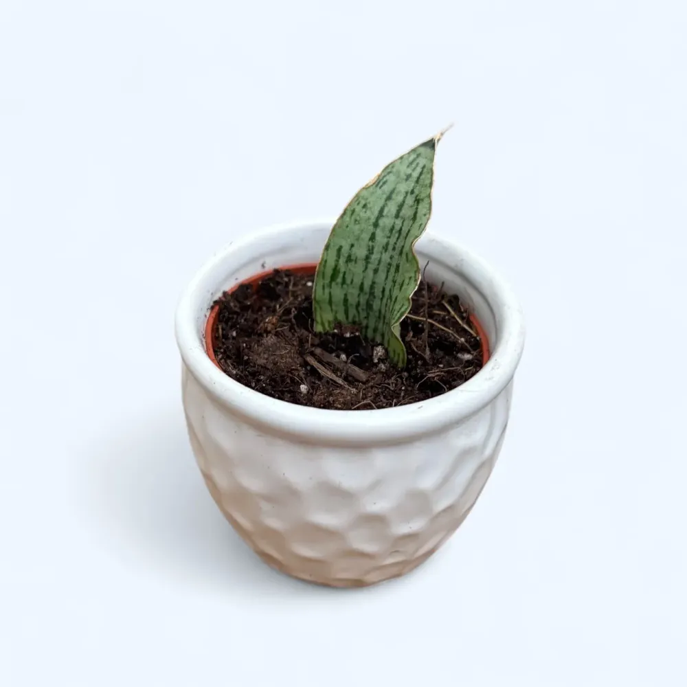 Sansevieria 'Cinta'