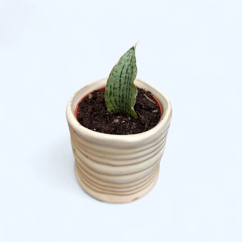 Sansevieria 'Cinta'