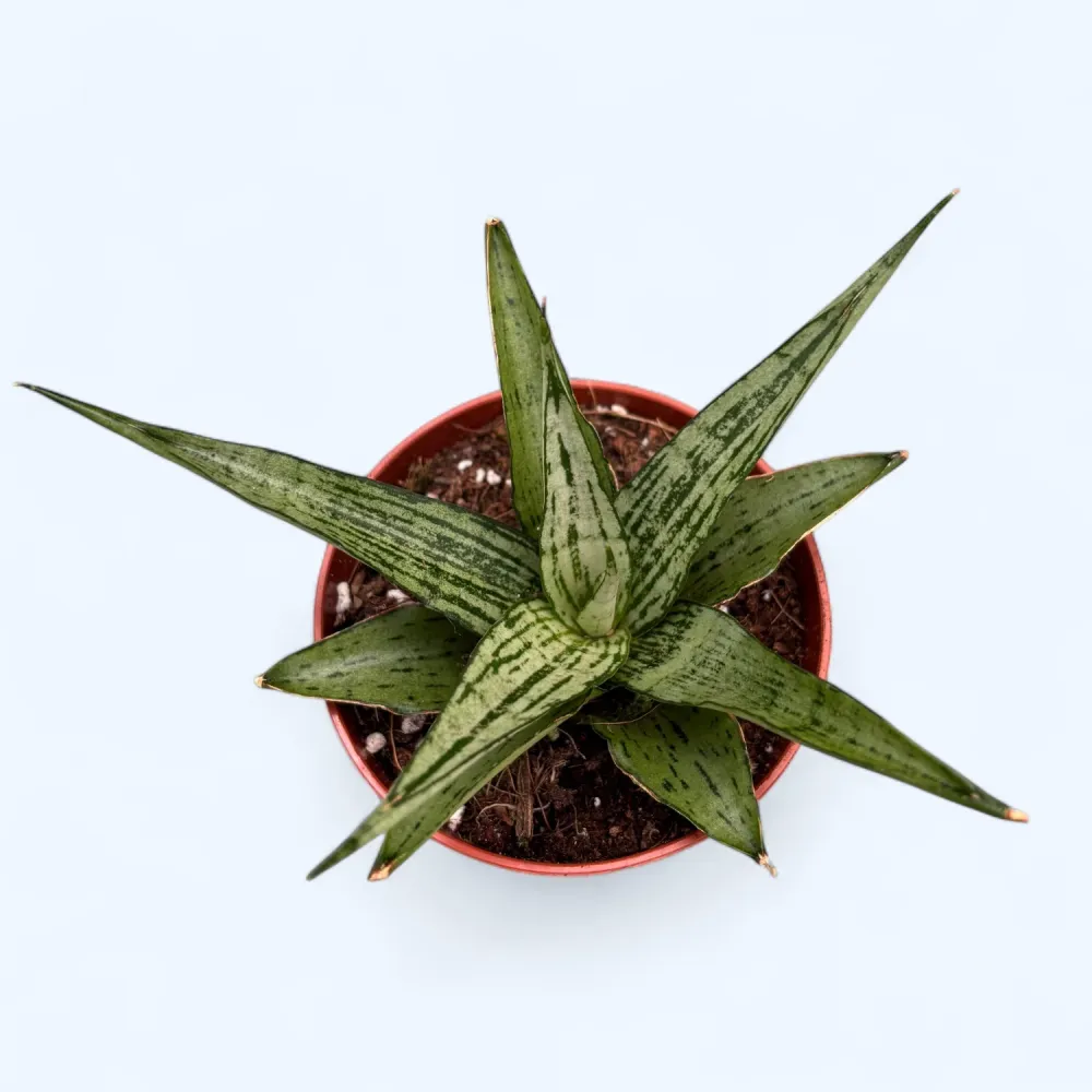 Sansevieria 'Cinta'